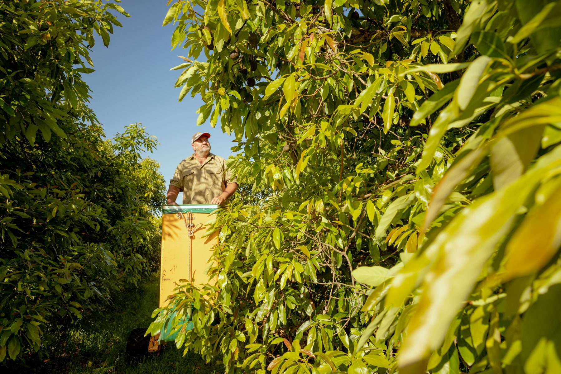 Cherry Creek Estate orchard view