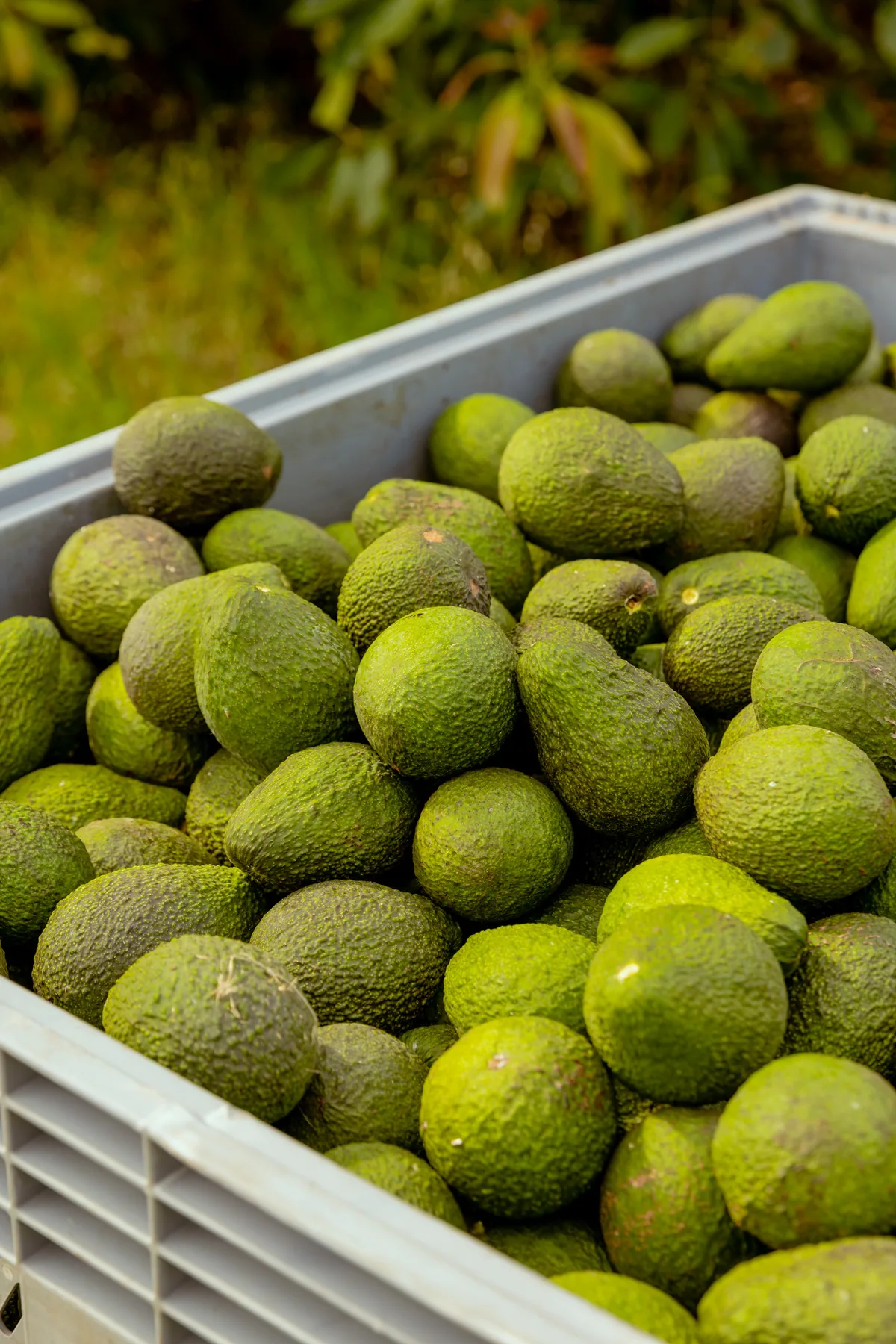Harvest bins of estate-grown avocados at Cherry Creek Estate