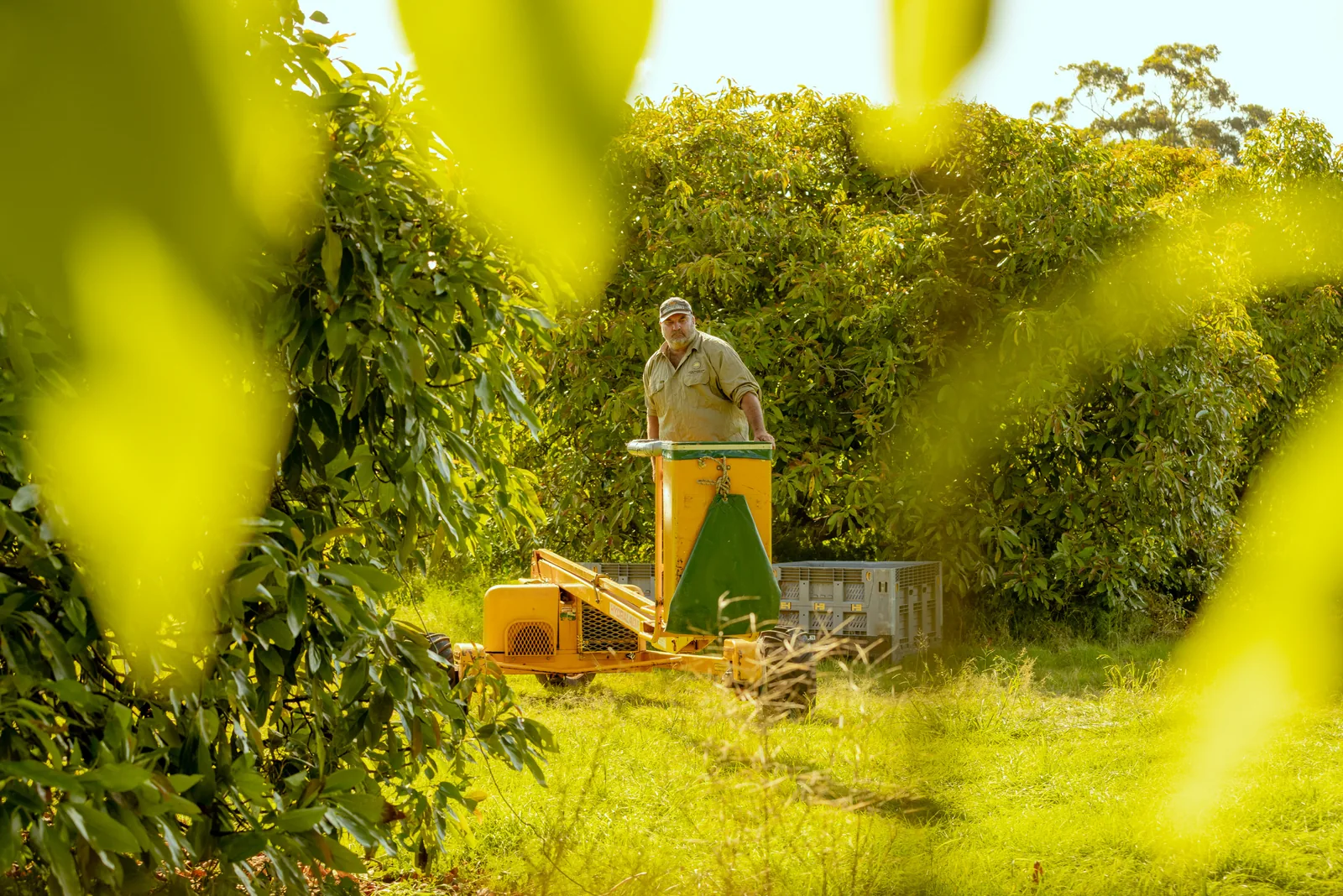 Hand-picking avocados in the Cherry Creek Estate orchard