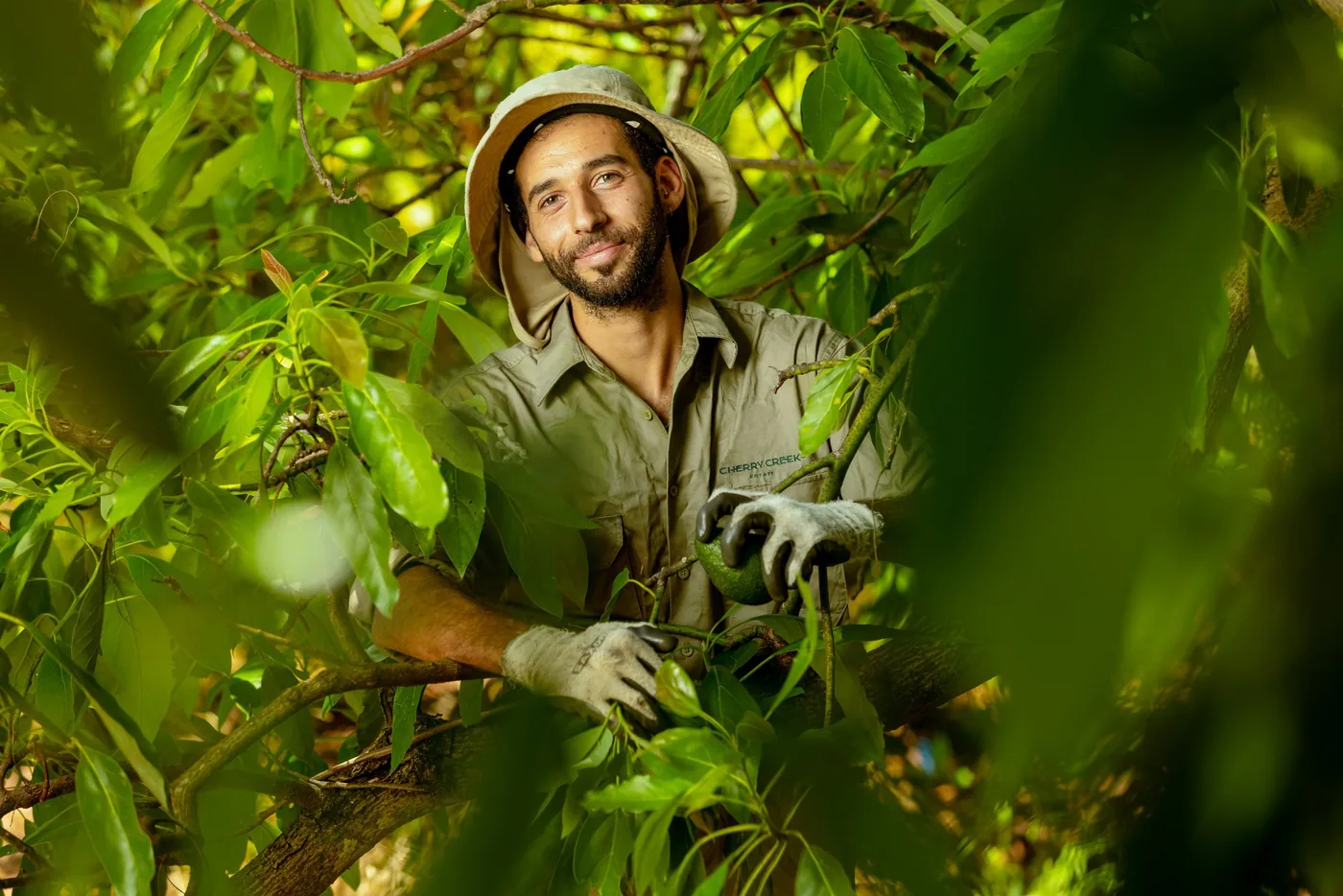 Working among the avocado trees at Cherry Creek Estate